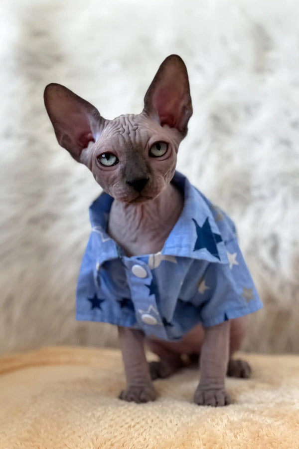 Nemo | canadian sphynx kitten