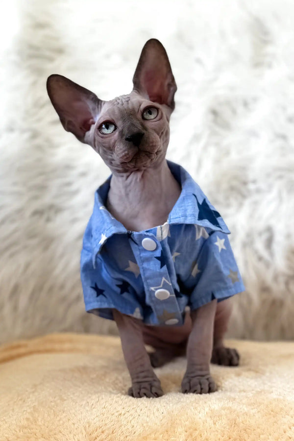 Nemo | canadian sphynx kitten