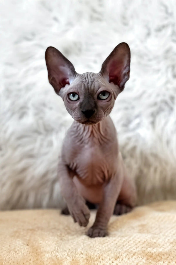 Nemo | canadian sphynx kitten