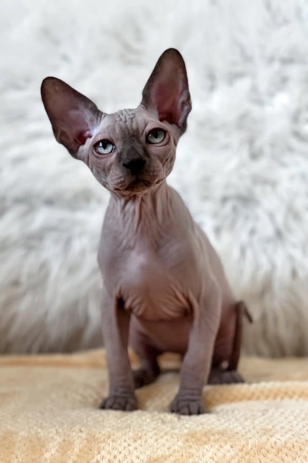 Nemo | canadian sphynx kitten