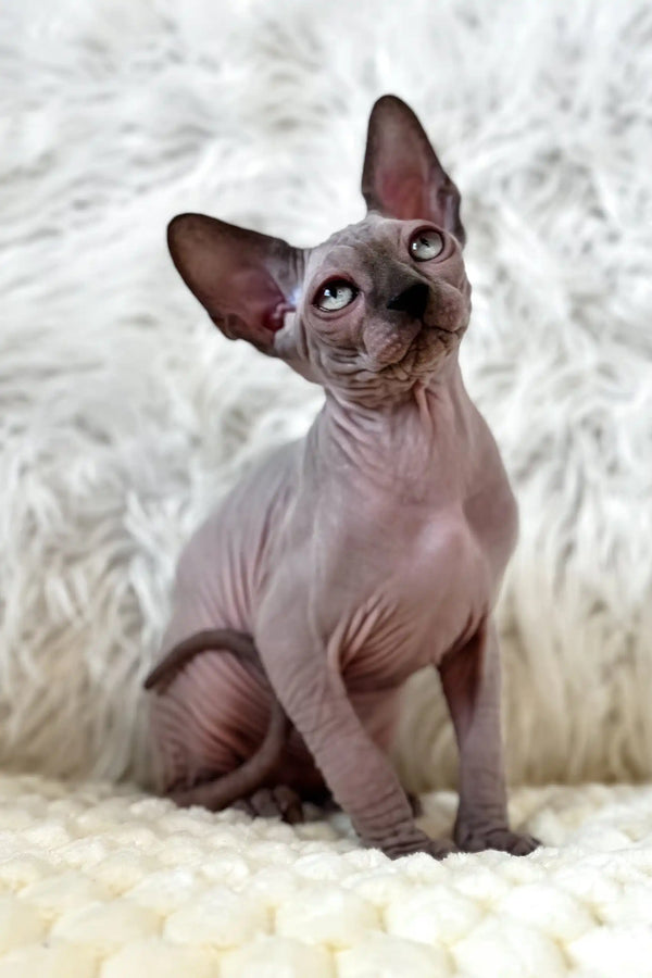 Nemo | canadian sphynx kitten