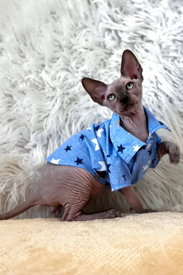 Nemo | canadian sphynx kitten