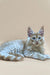 Long-haired gray and white Maine Coon kitten Nemo with prominent ears lounging around