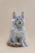 Fluffy gray Maine Coon kitten Nemo with bright blue eyes and cute ear tufts