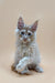 Fluffy Maine Coon kitten Nemo with blue eyes, red silver coloring, sitting upright