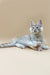 Long-haired gray Maine Coon kitten with blue eyes lounging cutely on its side