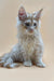 Fluffy gray Maine Coon kitten Nemo with alert ears and long fur