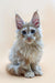 Fluffy red silver Maine Coon kitten with ear tufts in Nemo product display