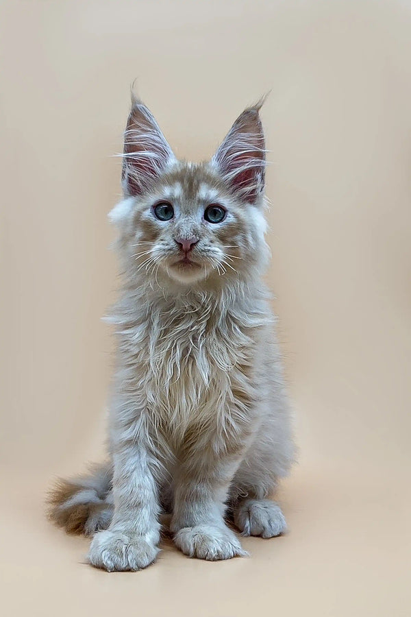 Long-haired Maine Coon kitten Nemo with blue eyes and prominent ears sitting upright
