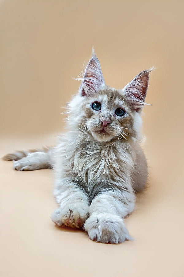 Fluffy gray and white Maine Coon kitten with bright blue eyes lounging around