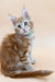 Fluffy orange and white Maine Coon kitten with bright blue eyes and a long tail