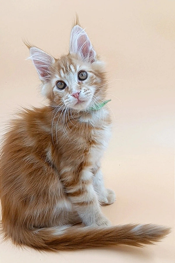 Fluffy orange and white Maine Coon kitten with bright blue eyes and a long tail