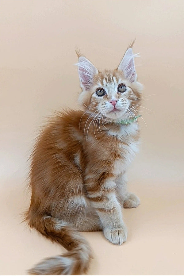 Cute Maine Coon kitten Nemo with reddish-brown fur and fluffy ear tufts