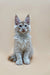 Cute Maine Coon kitten named Nemo with fluffy red silver fur and ear tufts