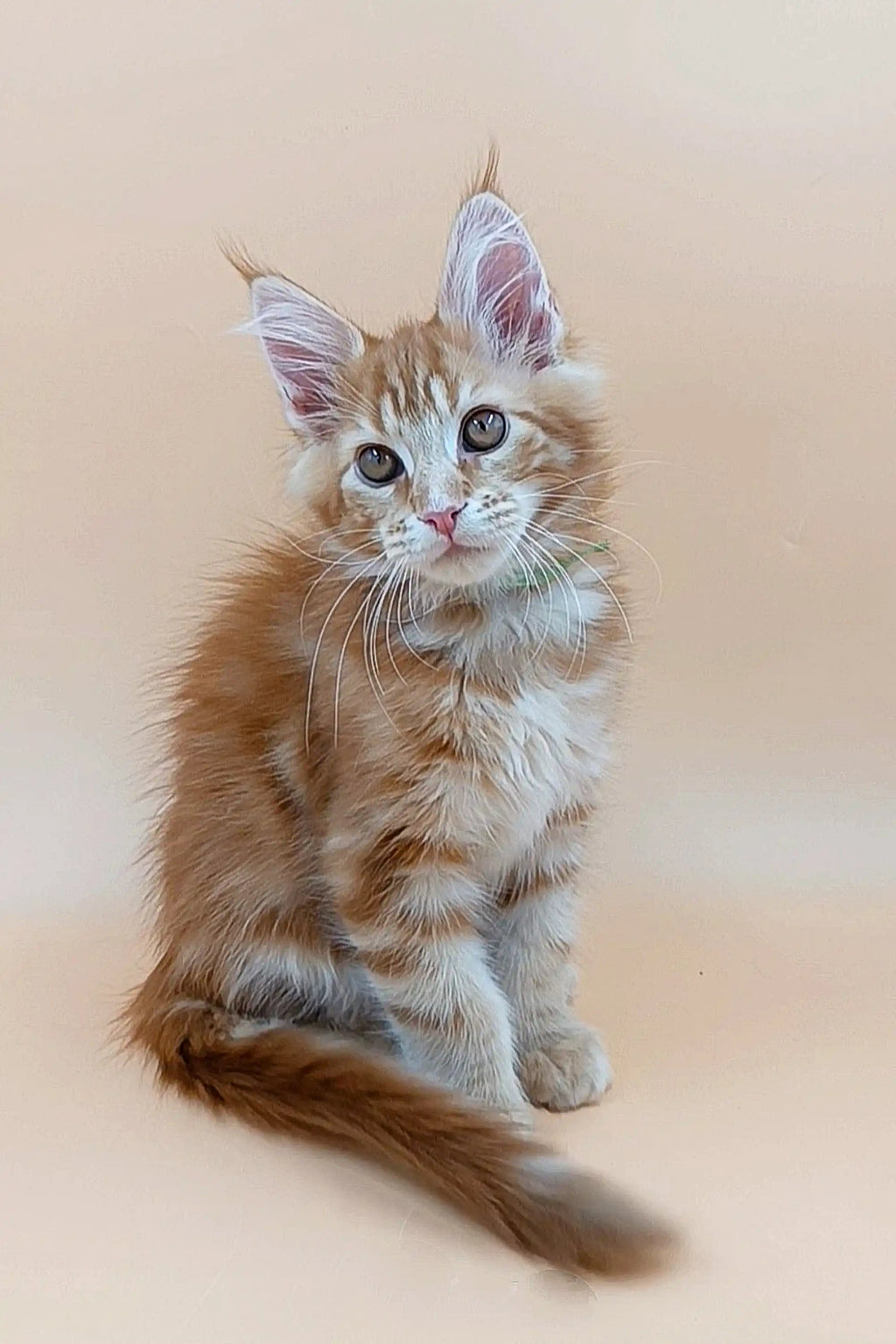 Maine Coon Kittens for Sale Nemo | Kitten