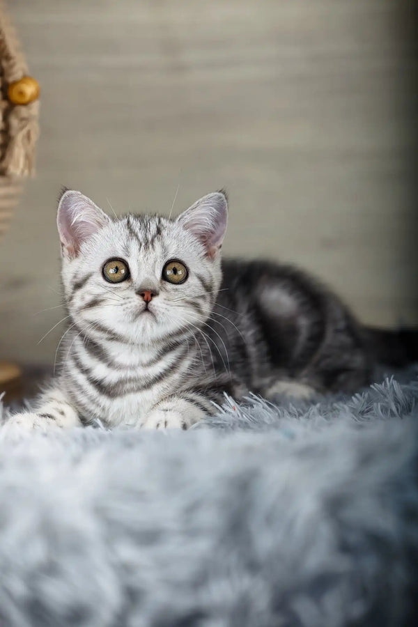 Nemo | scottish straight kitten