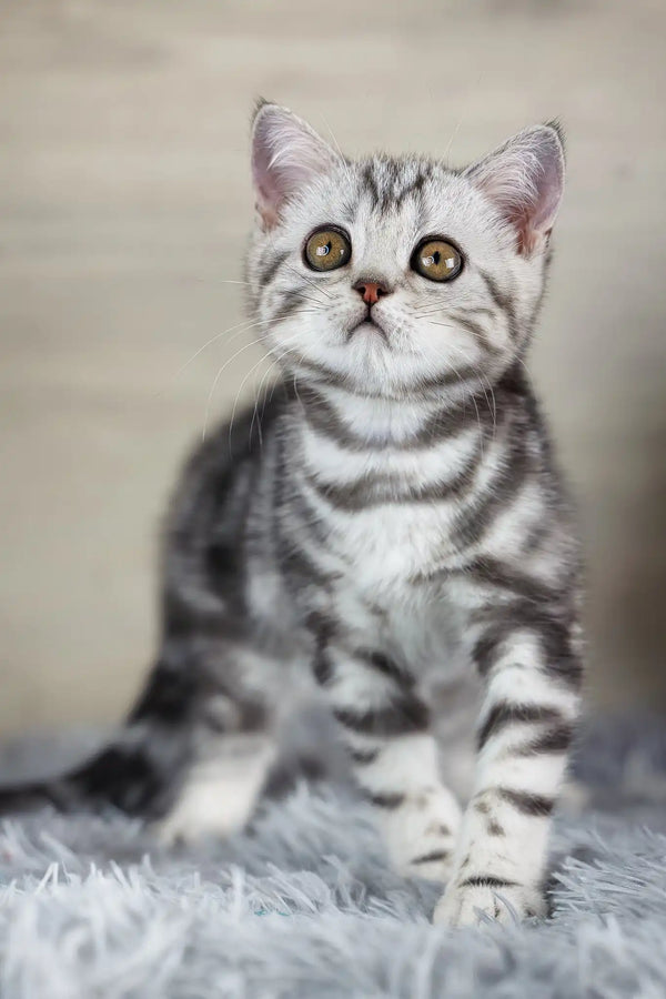 Nemo | scottish straight kitten