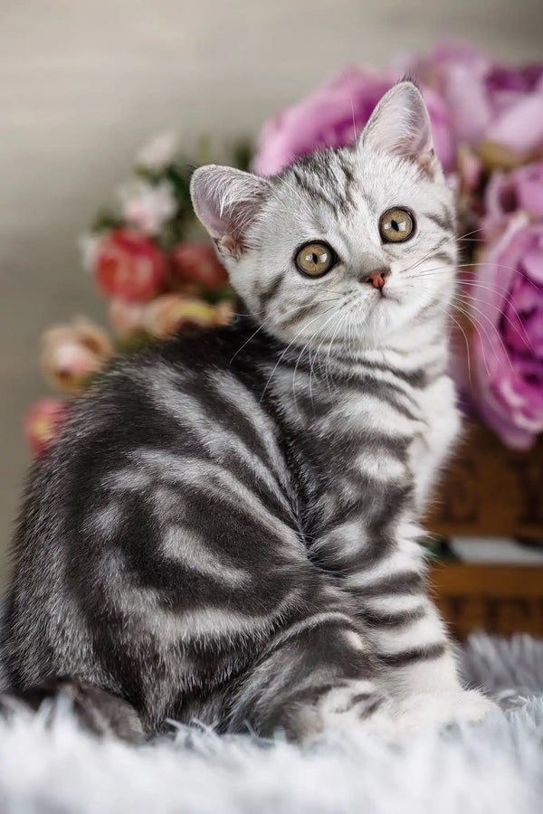 Nemo | scottish straight kitten