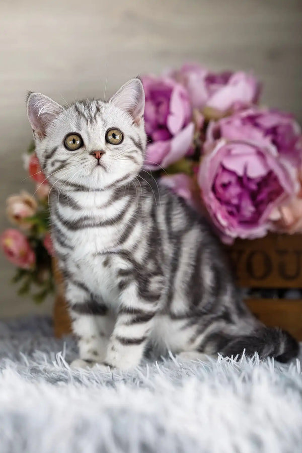 Nemo | scottish straight kitten