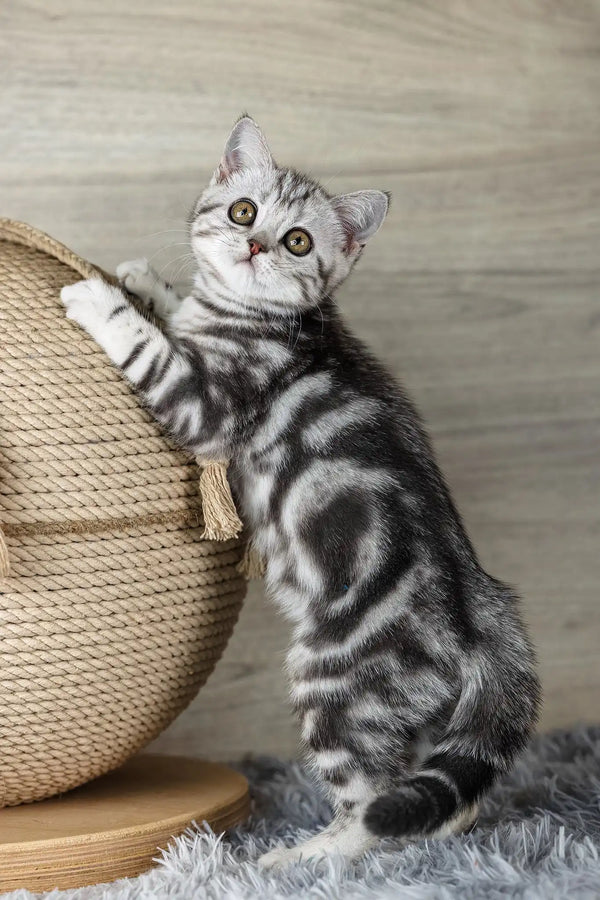 Nemo | scottish straight kitten