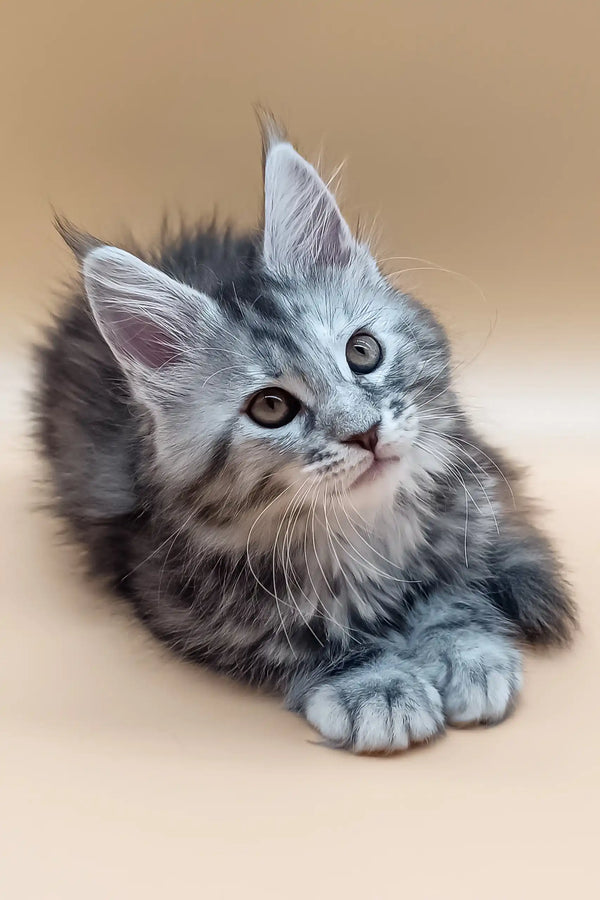 Adorable gray Maine Coon kitten with fluffy fur and bright eyes in Nensy product