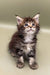 Adorable fluffy Maine Coon kitten with wide eyes and perky ears