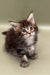 Fluffy Maine Coon kitten with bright blue eyes and perky ears, perfect cuddle buddy