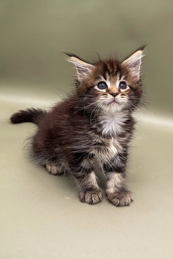 Fluffy Maine Coon kitten with ear tufts and bushy tail, perfect for any Coon lover