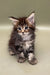 Fluffy tabby Maine Coon kitten with wide eyes and perky ears, super adorable!