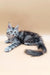 Gray tabby kitten with blue eyes chilling on its side, perfect for Nensy Maine Coon lovers