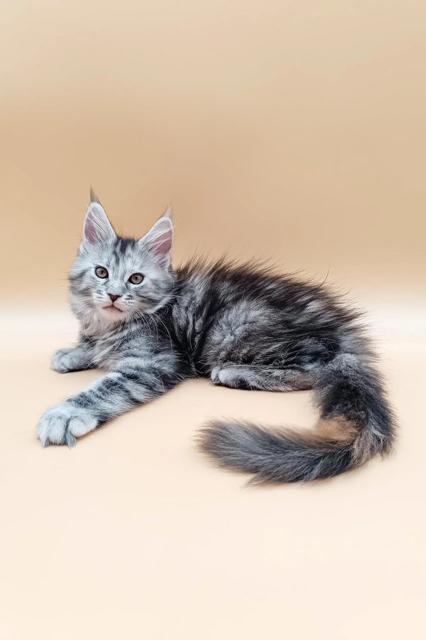 Gray tabby Maine Coon kitten with fluffy fur and blue eyes in Nensy product