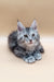 Gray and white Maine Coon kitten with bright blue eyes and pointed ears for Nensy