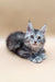 Gray and white Maine Coon kitten, fluffy fur and alert ears, perfect for Nensy