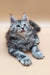 Gray and white fluffy Maine Coon kitten with bright blue eyes lying down