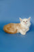 Fluffy white and tan Maine Coon kitten lying down, looking adorable and relaxed