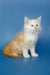 Fluffy white and tan Maine Coon kitten sitting upright in Neo product display