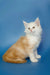 Fluffy white and orange Maine Coon kitten sitting upright, looking adorable