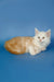 Fluffy Maine Coon kitten Neo lying down, showcasing his adorable white and orange fur