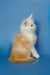 Fluffy white and orange Maine Coon kitten sitting upright, showcasing its adorable charm