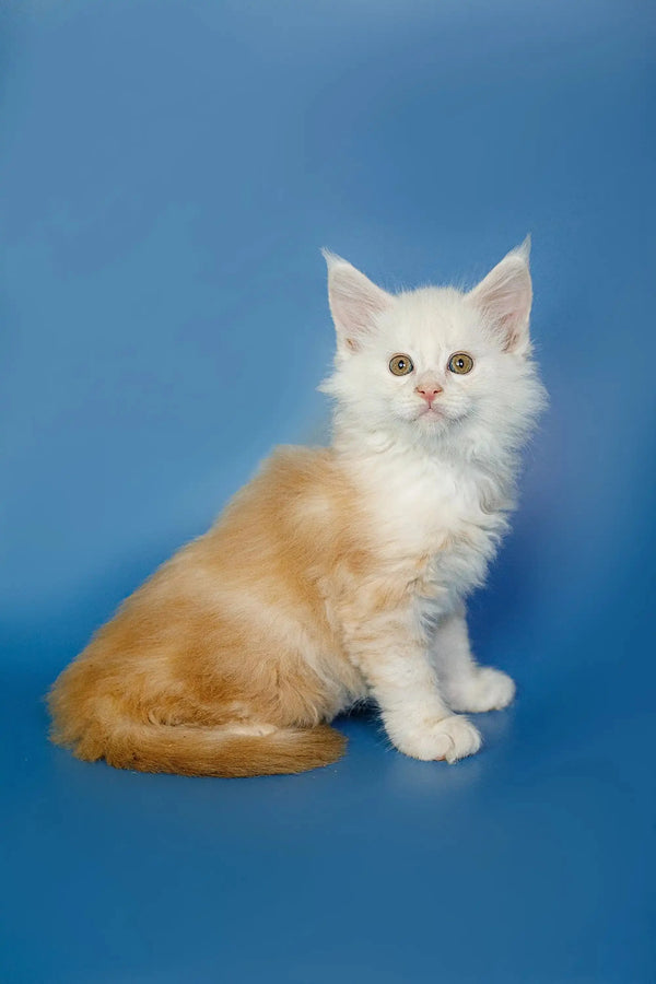 Fluffy white and orange Maine Coon kitten sitting upright, perfect for cuddles