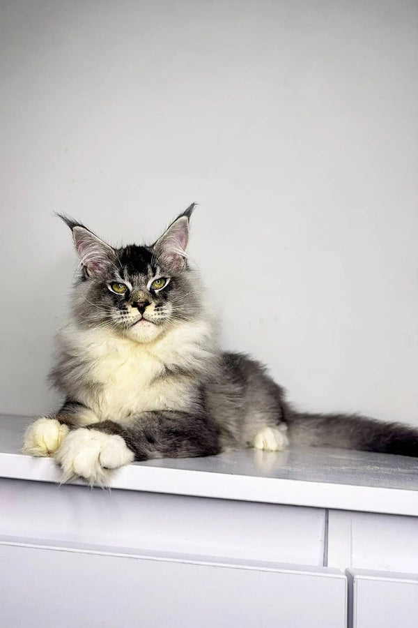 Long-haired Gray and White Maine Coon Kitten with Pointed Ears Sitting Regally