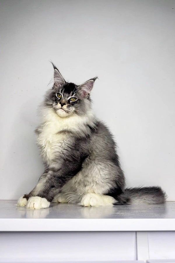 Fluffy Maine Coon kitten with ear tufts and regal posture, perfect for cat lovers