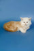 Fluffy Maine Coon kitten with green eyes lounging cutely in Neo product line