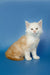 Fluffy Maine Coon kitten with orange patches sitting upright, super adorable!