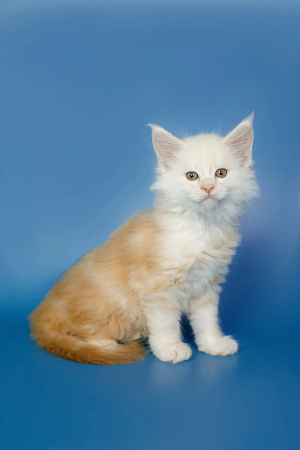 Fluffy Maine Coon kitten with orange patches sitting upright, super adorable!
