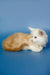 Fluffy white and orange Maine Coon kitten relaxing cutely on a cozy surface