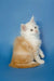 Fluffy orange and white Maine Coon kitten sitting upright, ready for cuddles