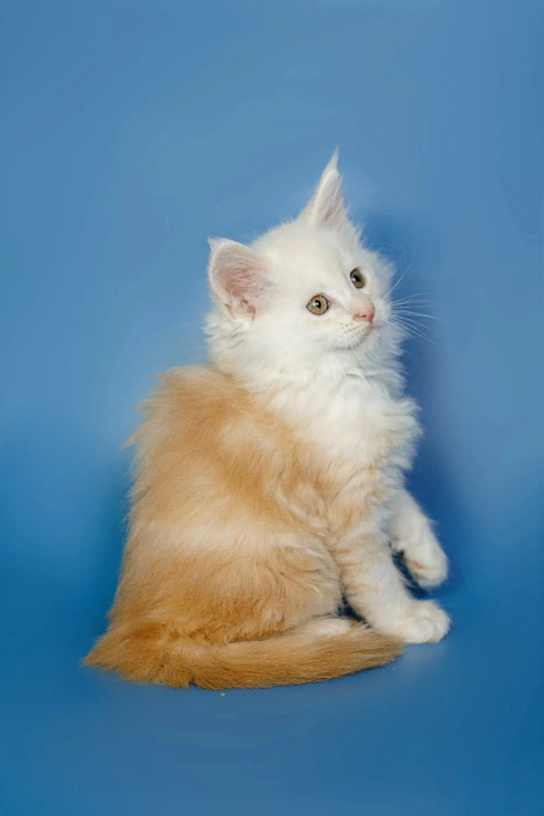 Fluffy orange and white Maine Coon kitten sitting upright, ready for cuddles