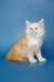 Fluffy white and tan Maine Coon kitten sitting upright, adorable and playful