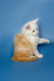 Fluffy Maine Coon kitten with orange and white fur reaching out with a paw